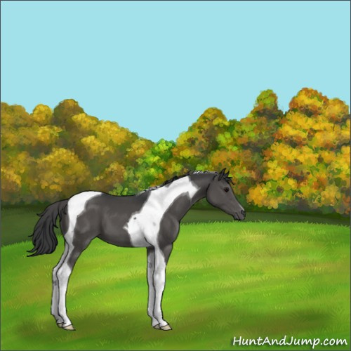 Horse Color:Black Tobiano 