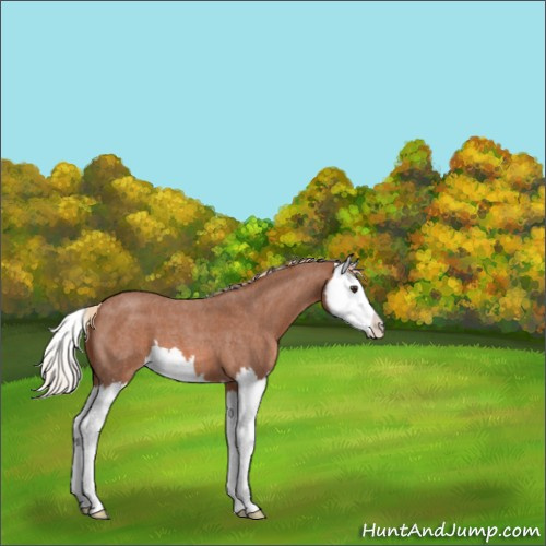 Horse Color:Red Roan Sabino Splash 