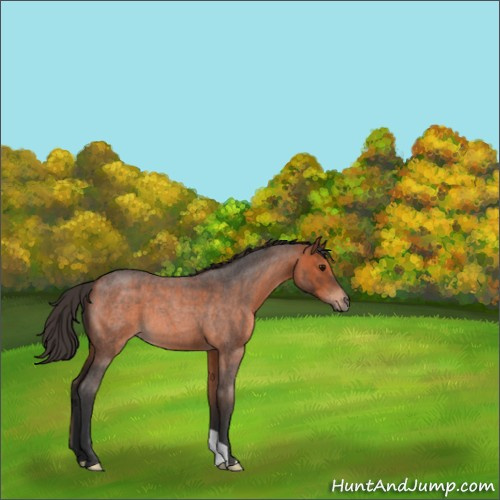 Horse Color:Bay Roan 