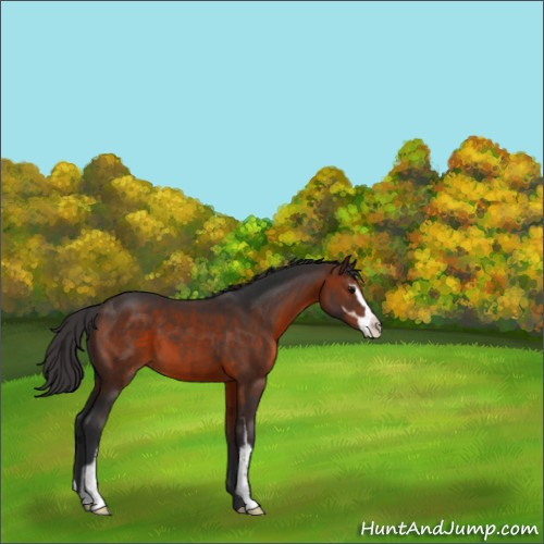 Horse Color:Brown Sabino 