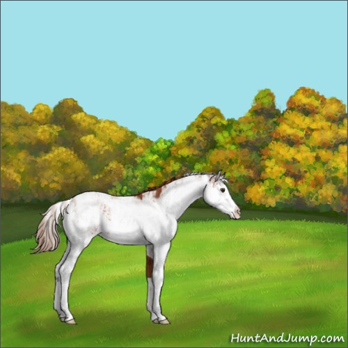 Horse Color:Chestnut Sabino 