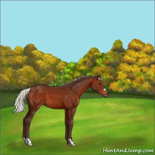 Horse Color:Silver Brown 