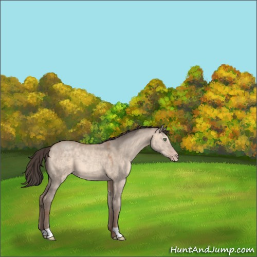 Horse Color:Sable Champagne Dun 