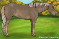 Horse Color:Chocolate Palomino 
