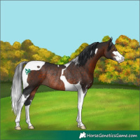 Horse Color:Brown Sabino Tobiano Rabicano 