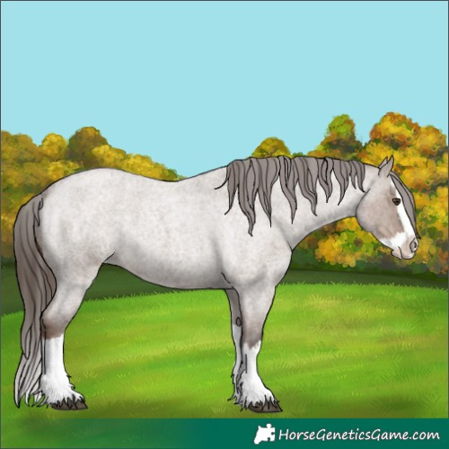 Horse Color:Liver Red Dun Roan Splash Appaloosa 