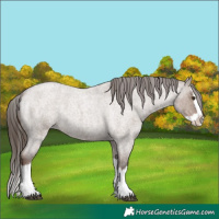 Horse Color:Liver Red Dun Roan Splash Appaloosa 