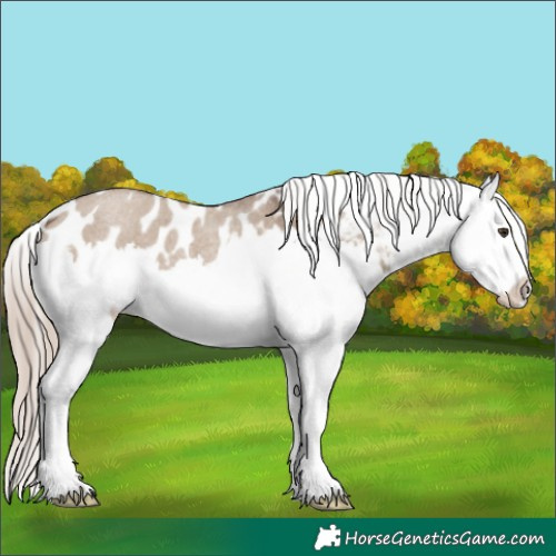 Horse Color:Liver Red Dun Roan Splash Appaloosa 