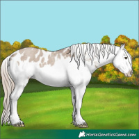 Horse Color:Liver Red Dun Roan Splash Appaloosa