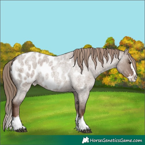 Horse Color:Liver Red Dun Roan Splash Appaloosa Rabicano 