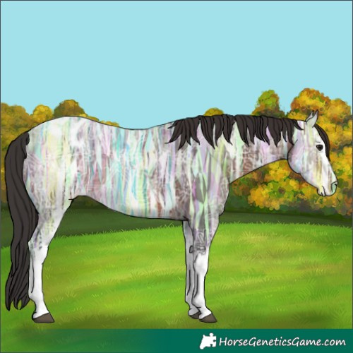 Horse Color:White Spotted Brown Ice Appaloosa