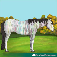 Horse Color:White Spotted Brown Ice Appaloosa 
