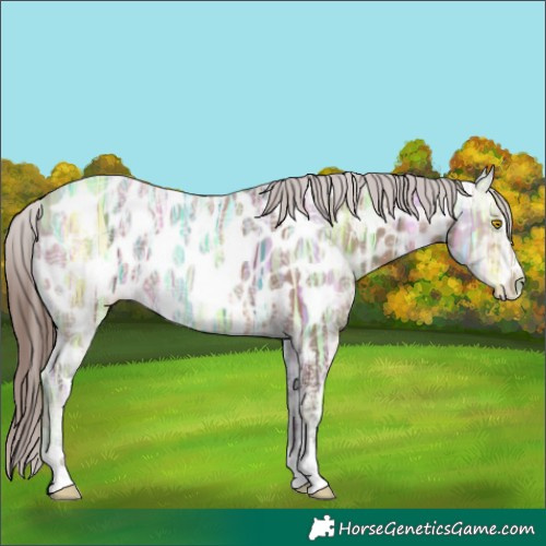 Horse Color:Sable Champagne Ice Appaloosa 