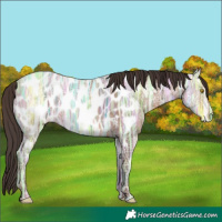 Horse Color:Sable Champagne Ice Appaloosa 