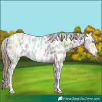 Horse Color:Sable Champagne Ice Near Leopard 