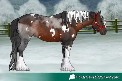 Horse Color:White Spotted Brown Tobiano 