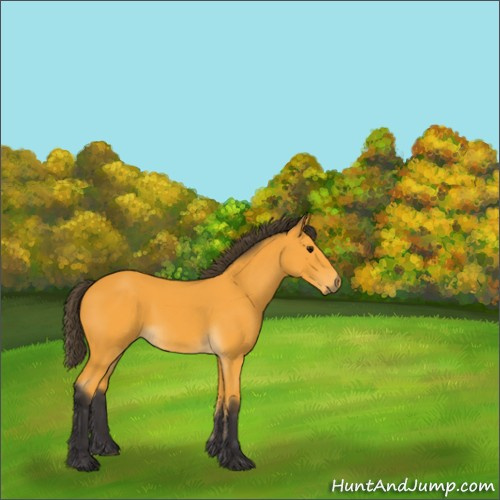 Horse Color:Buckskin 