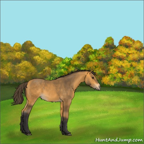 Horse Color:Buckskin 
