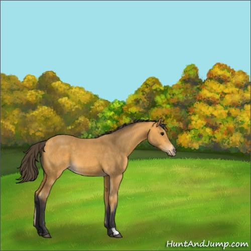 Horse Color:Buckskin 