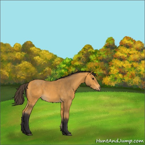 Horse Color:Buckskin 