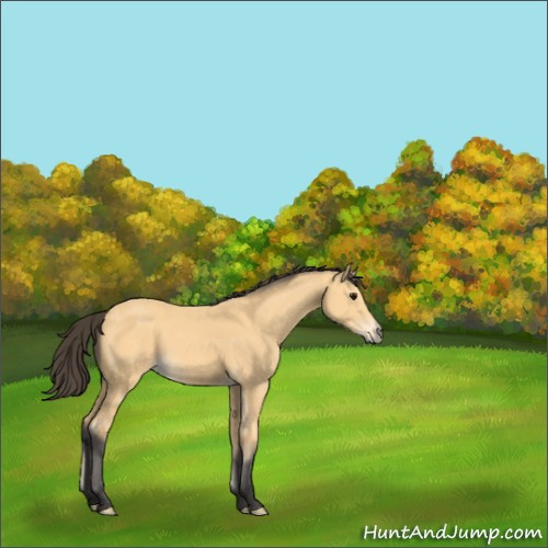 Horse Color:Buckskin 