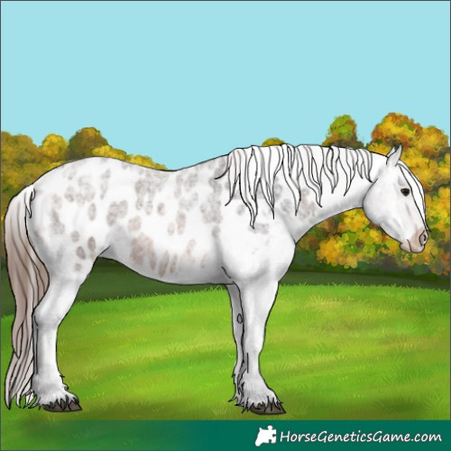 Horse Color:Brown Ice Roan Appaloosa 