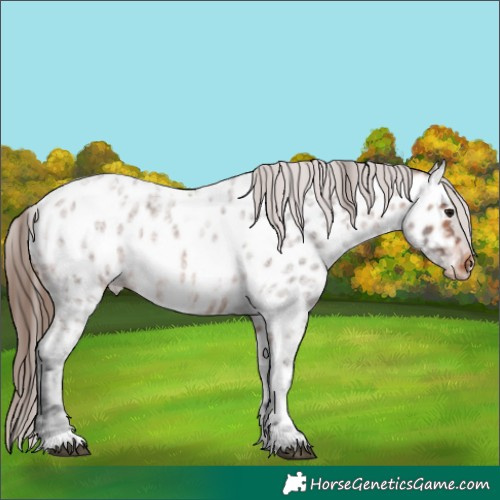 Horse Color:Bay Ice Roan Appaloosa Rabicano