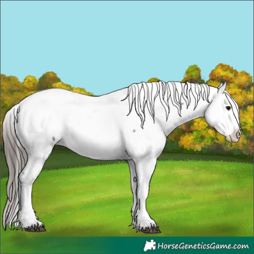 Horse Color:Black Ice Appaloosa Rabicano 