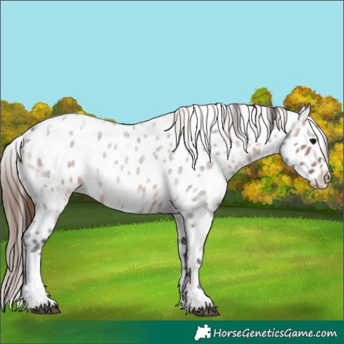 Horse Color:Brown Ice Roan Appaloosa 