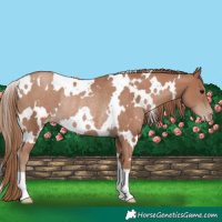 Horse Color:White Spotted Black Pearl Rabicano 