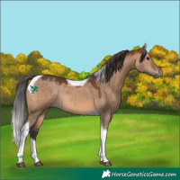 Horse Color:Bay Dun Tobiano Rabicano 