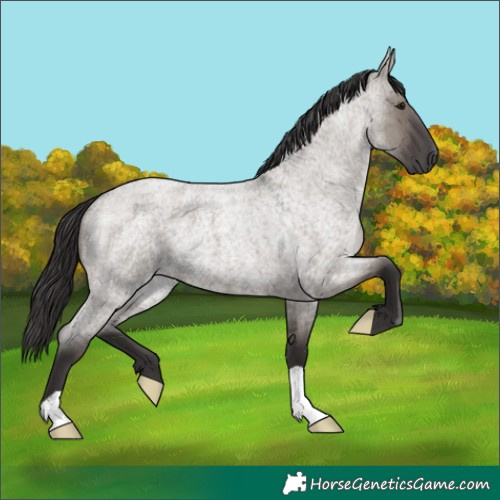 Horse Color:Smoky Grullo Roan 