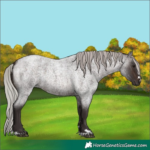 Horse Color:Silver Brown Roan 