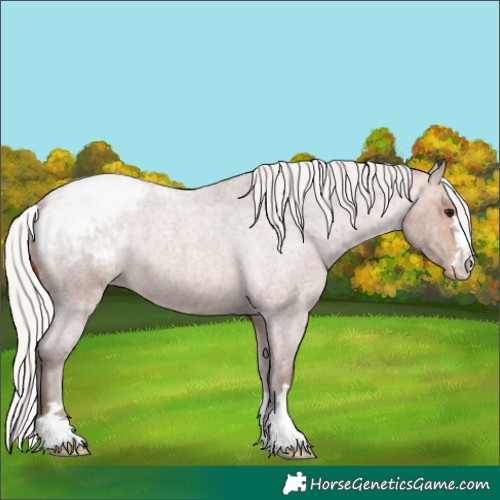 Horse Color:Silver Bay Roan Appaloosa 