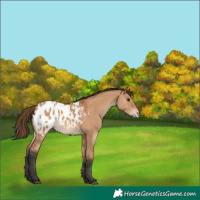 Horse Color:Unknown 