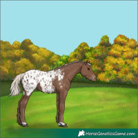 Horse Color:Unknown 