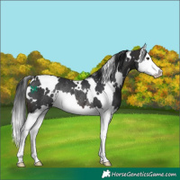 Horse Color:White Spotted Brown Splash Rabicano 