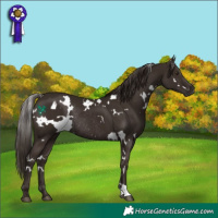 Horse Color:White Spotted Liver Chestnut Rabicano 