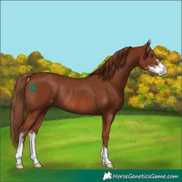 Horse Color:Chestnut Sabino Rabicano 