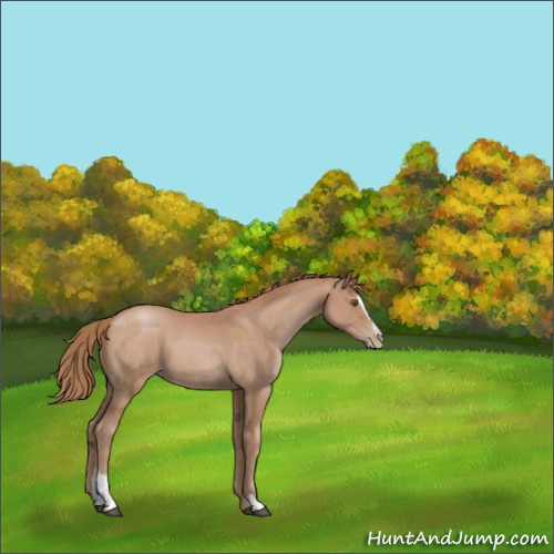 Horse Color:Black Pearl Sabino 