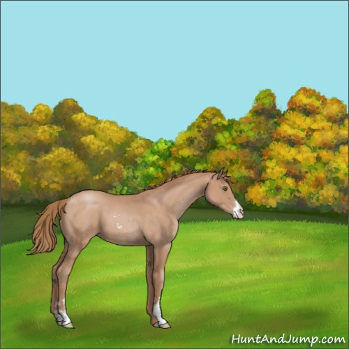 Horse Color:Black Pearl Sabino 