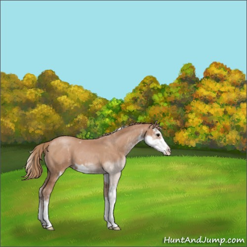 Horse Color:Black Pearl Sabino 