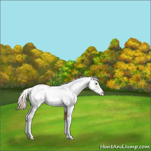 Horse Color:Black Pearl Sabino 
