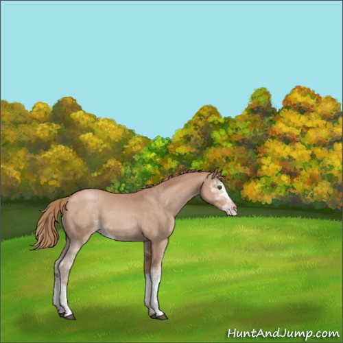 Horse Color:Black Pearl Sabino 