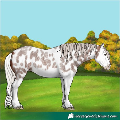 Horse Color:Silver Brown Roan Splash Appaloosa 