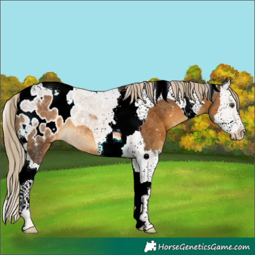 Horse Color:Chocolate Palomino Splash Tobiano Blanket 