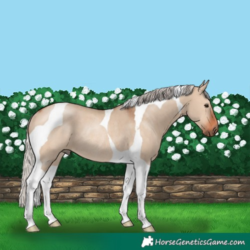Horse Color:Silver Brown Dun Tobiano Rabicano 