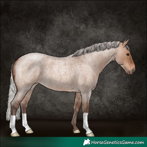 Horse Color:Silver Brown Roan Dun
