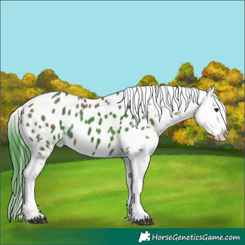 Horse Color:Liver Red Dun Appaloosa 