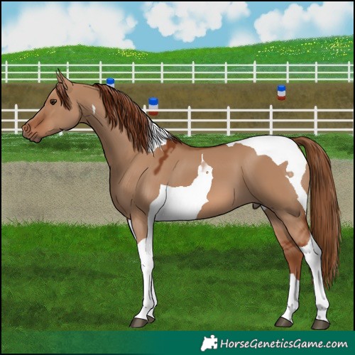 Horse Color:Red Dun Tobiano 